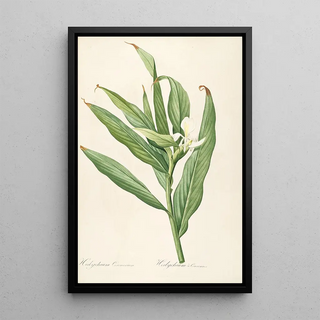 Pierre Joseph Redout - Les liliacees Pl16.webp