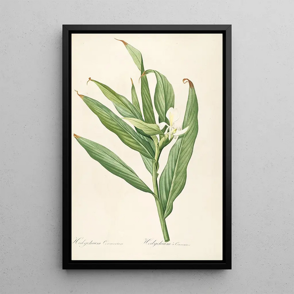 Les liliacées Pl16 - Pierre Joseph Redouté — framed artwork on a wall