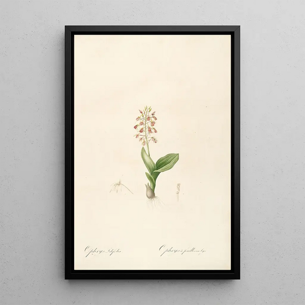 Les liliacées Pl17 - Pierre Joseph Redouté — framed artwork on a wall