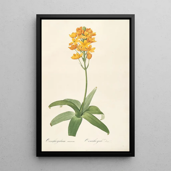 Las liliáceas Pl19 - Pierre Joseph Redouté — cuadro enmarcado en la pared