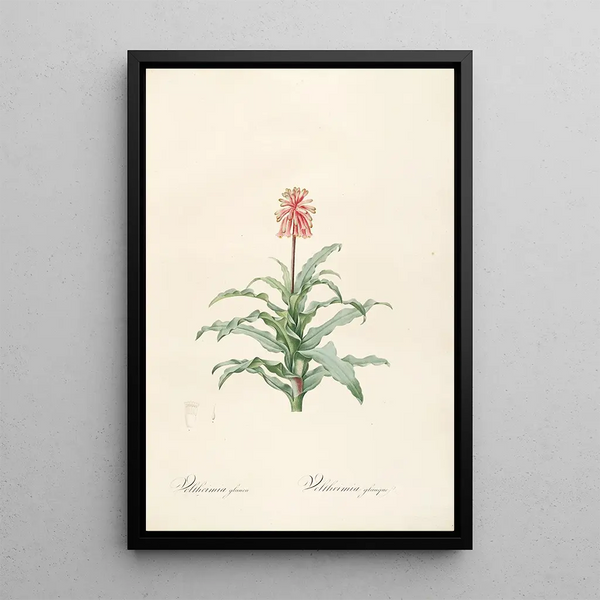 Las liliáceas Pl20 - Pierre Joseph Redouté — cuadro enmarcado en la pared
