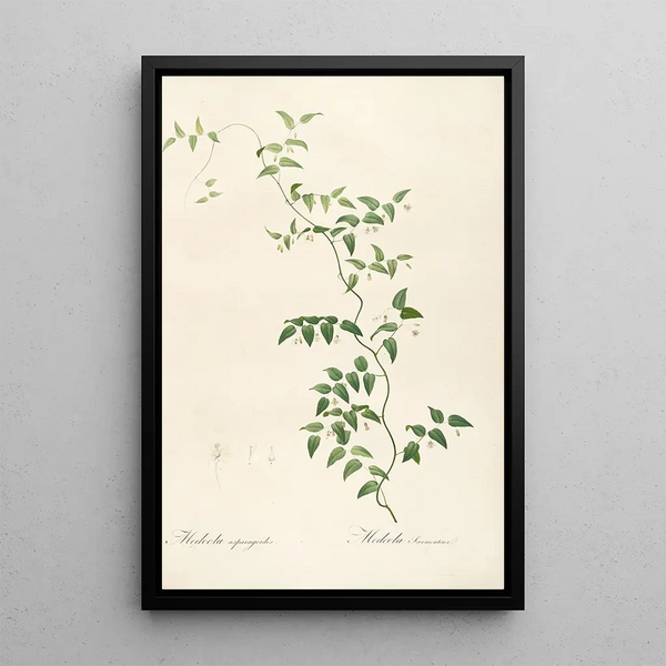 Las liliáceas Pl21 - Pierre Joseph Redouté — cuadro enmarcado en la pared
