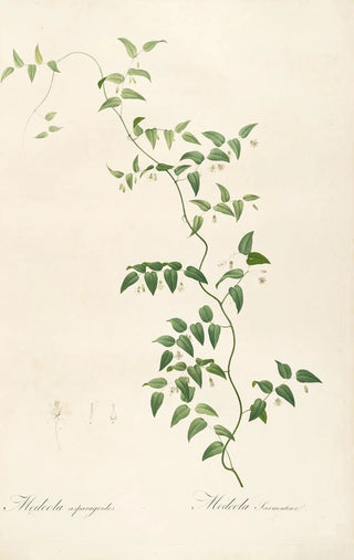 Pierre Joseph Redout - Les liliacees Pl21.webp