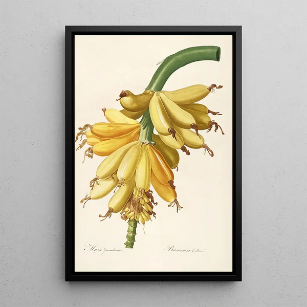 Las liliáceas Pl23 - Pierre Joseph Redouté — cuadro enmarcado en la pared