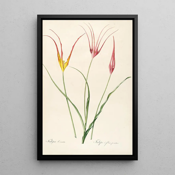Las liliáceas Pl24 - Pierre Joseph Redouté — cuadro enmarcado en la pared