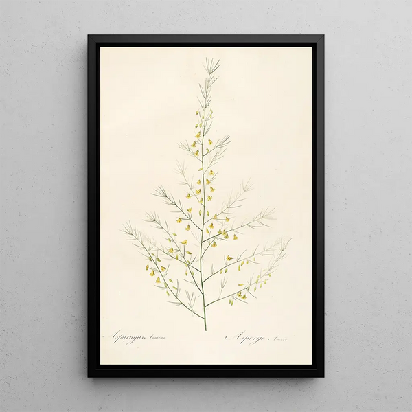 Las liliáceas Pl25 - Pierre Joseph Redouté — cuadro enmarcado en la pared