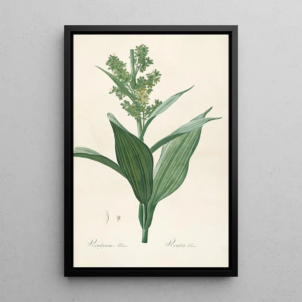 Las liliáceas Pl26 - Pierre Joseph Redouté — cuadro enmarcado en la pared