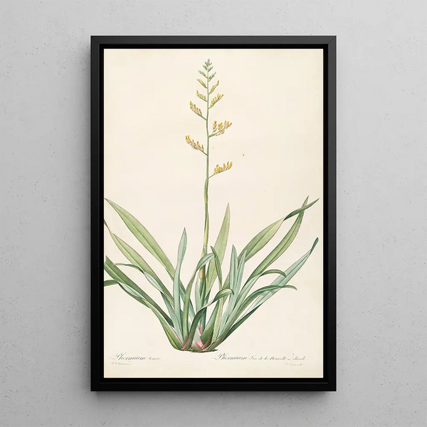 Las liliáceas Pl27 - Pierre Joseph Redouté — cuadro enmarcado en la pared