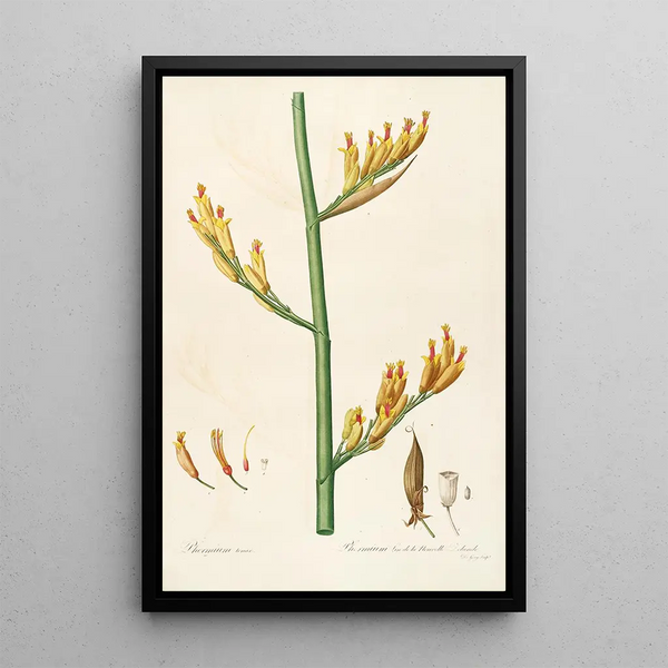 Las liliáceas Pl28 - Pierre Joseph Redouté — cuadro enmarcado en la pared