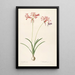 Les liliacées Pl29 - Pierre Joseph Redouté — framed artwork on a wall