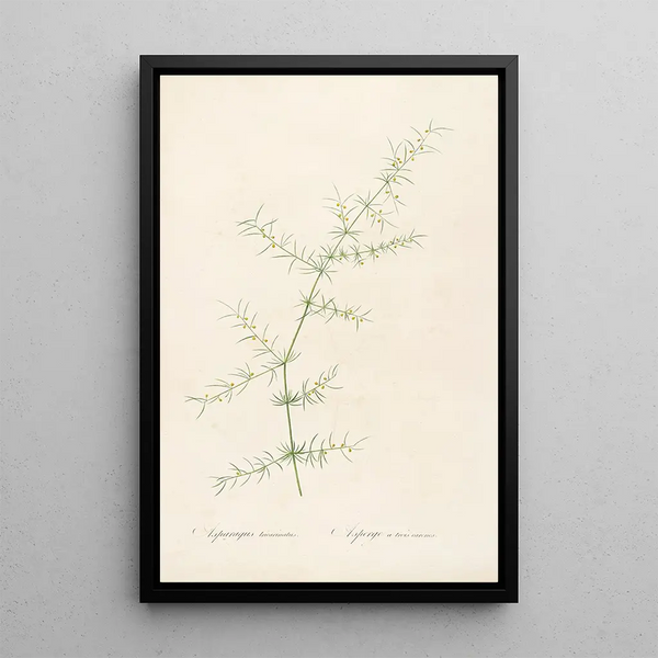 Las liliáceas Pl30 - Pierre Joseph Redouté — cuadro enmarcado en la pared