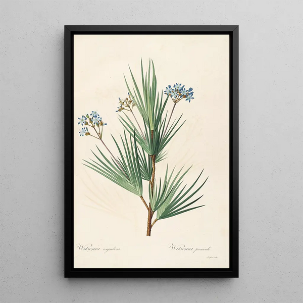 Las liliáceas Pl32 - Pierre Joseph Redouté — cuadro enmarcado en la pared