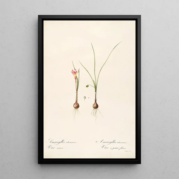 Las liliáceas Pl33 - Pierre Joseph Redouté — cuadro enmarcado en la pared