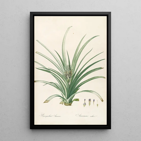 Las liliáceas Pl34 - Pierre Joseph Redouté — cuadro enmarcado en la pared