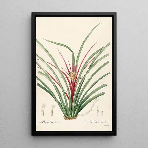 Las liliáceas Pl36 - Pierre Joseph Redouté — cuadro enmarcado en la pared