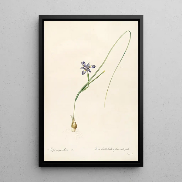 Las Liliáceas Pl37 - Pierre Joseph Redouté — cuadro enmarcado en la pared