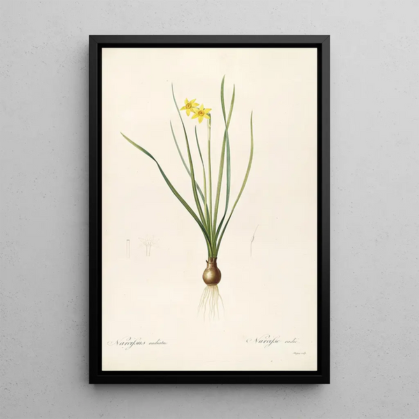 Las Liliáceas Pl38 - Pierre Joseph Redouté — cuadro enmarcado en la pared