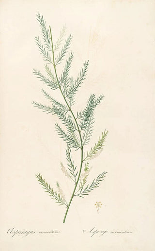 Pierre Joseph Redout - Les liliacees Pl39.webp