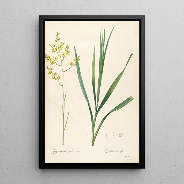 Las Liliáceas Pl40 - Pierre Joseph Redouté — cuadro enmarcado en la pared