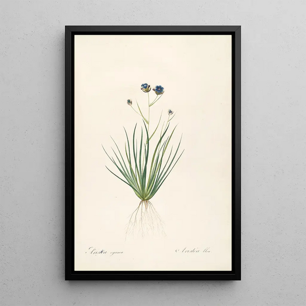 Las Liliáceas Pl41 - Pierre Joseph Redouté — cuadro enmarcado en la pared