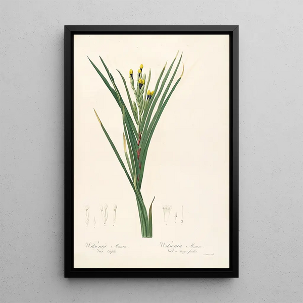 Las Liliáceas Pl42 - Pierre Joseph Redouté — cuadro enmarcado en la pared