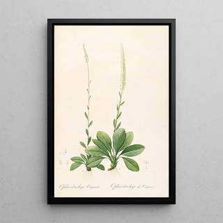 Pierre Joseph Redout - Les liliacees Pl43.webp