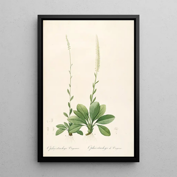 Las Liliáceas Pl43 - Pierre Joseph Redouté — cuadro enmarcado en la pared