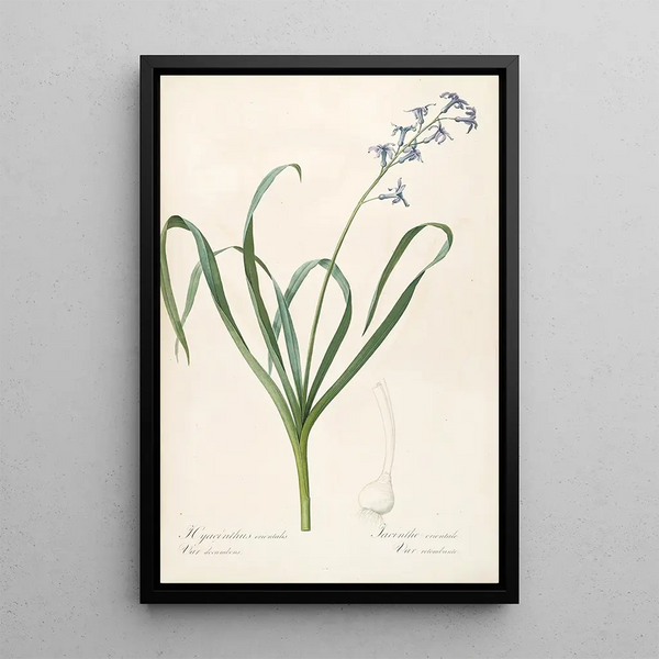 Las Liliáceas Pl44 - Pierre Joseph Redouté — cuadro enmarcado en la pared