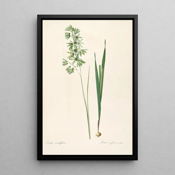 Las Liliáceas Pl45 - Pierre Joseph Redouté — cuadro enmarcado en la pared