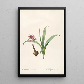 Pierre Joseph Redout - Les liliacees Pl46.webp