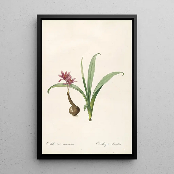 Las Liliáceas Pl46 - Pierre Joseph Redouté — cuadro enmarcado en la pared