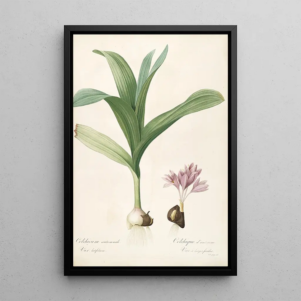 Las Liliáceas Pl47 - Pierre Joseph Redouté — cuadro enmarcado en la pared