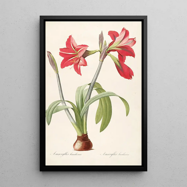 Las Liliáceas Pl48 - Pierre Joseph Redouté — cuadro enmarcado en la pared