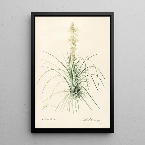 Las Liliáceas Pl49 - Pierre Joseph Redouté — cuadro enmarcado en la pared