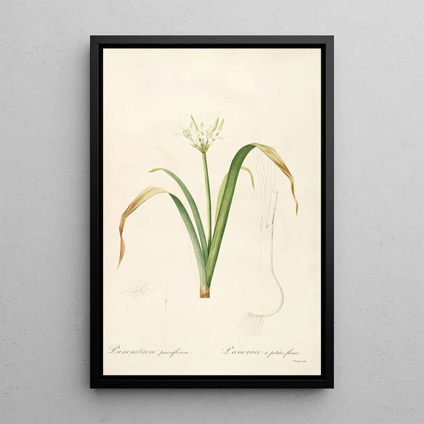Las Liliáceas Pl50 - Pierre Joseph Redouté — cuadro enmarcado en la pared