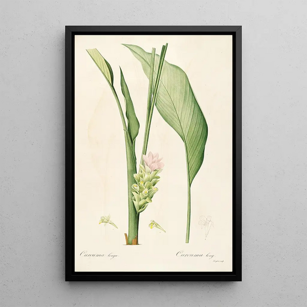 Las Liliáceas Pl52 - Pierre Joseph Redouté — cuadro enmarcado en la pared