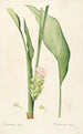Las Liliáceas Pl52 - Pierre Joseph Redouté — vista de la obra