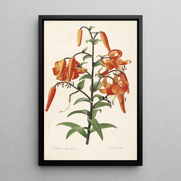 Las Liliáceas Pl54 - Pierre Joseph Redouté — cuadro enmarcado en la pared