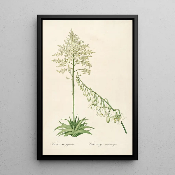 Las Liliáceas Pl55 - Pierre Joseph Redouté — cuadro enmarcado en la pared