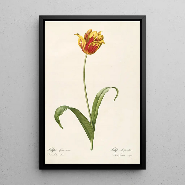 Las Liliáceas Pl56 - Pierre Joseph Redouté — cuadro enmarcado en la pared