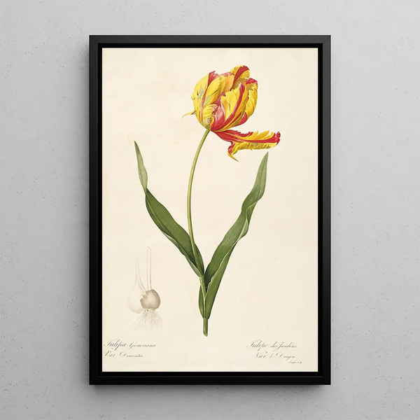Las Liliáceas Pl57 - Pierre Joseph Redouté — cuadro enmarcado en la pared