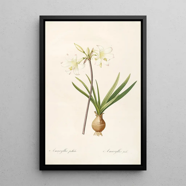 Las Liliáceas Pl58 - Pierre Joseph Redouté — cuadro enmarcado en la pared