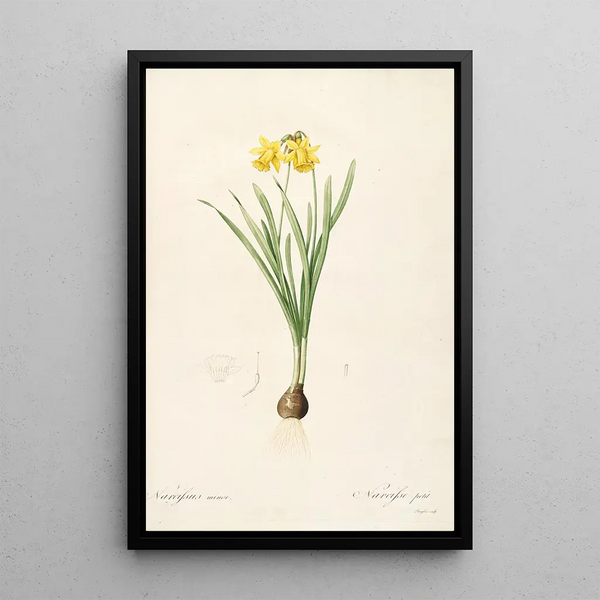 Las Liliáceas Pl59 - Pierre Joseph Redouté — cuadro enmarcado en la pared