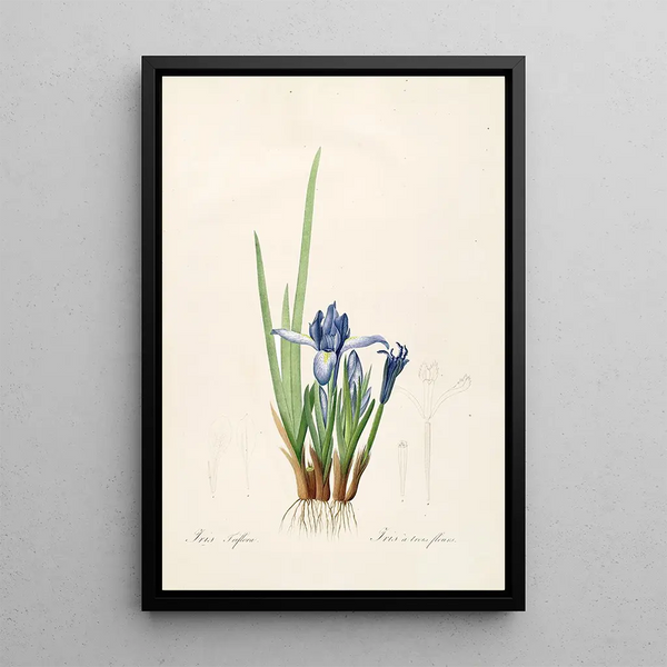 Las Liliáceas Pl60 - Pierre Joseph Redouté — cuadro enmarcado en la pared