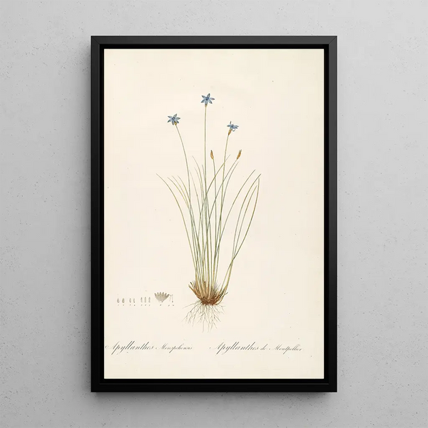 Las Liliáceas Pl62 - Pierre Joseph Redouté — cuadro enmarcado en la pared