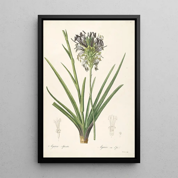 Las Liliáceas Pl64 - Pierre Joseph Redouté — cuadro enmarcado en la pared