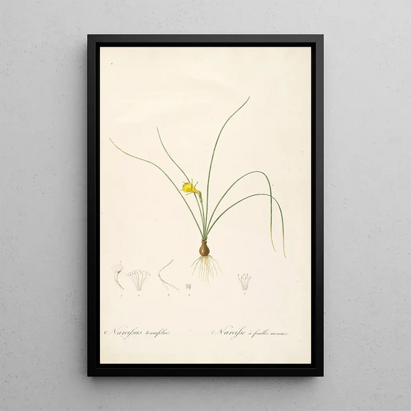 Las Liliáceas Pl65 - Pierre Joseph Redouté — cuadro enmarcado en la pared