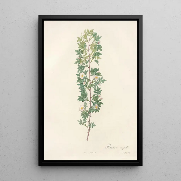 Rosa Aciphylla - Pierre Joseph Redouté — cuadro enmarcado en la pared
