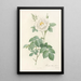 Rosa Alba Flore Pleno - Pierre Joseph Redouté — cuadro enmarcado en la pared