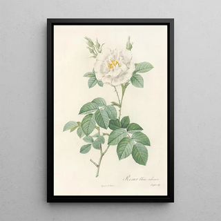 Pierre Joseph Redout - Rosa Alba Flore Pleno.webp